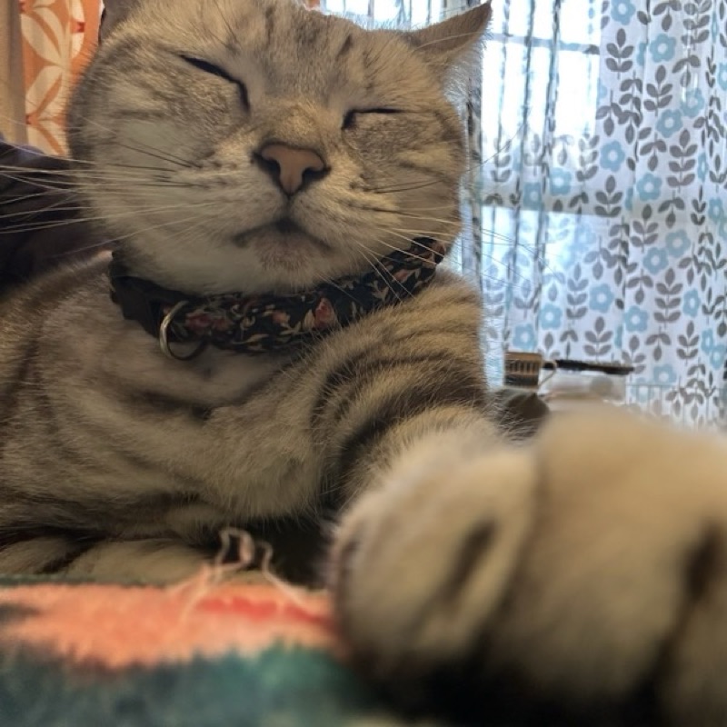 たいせい
