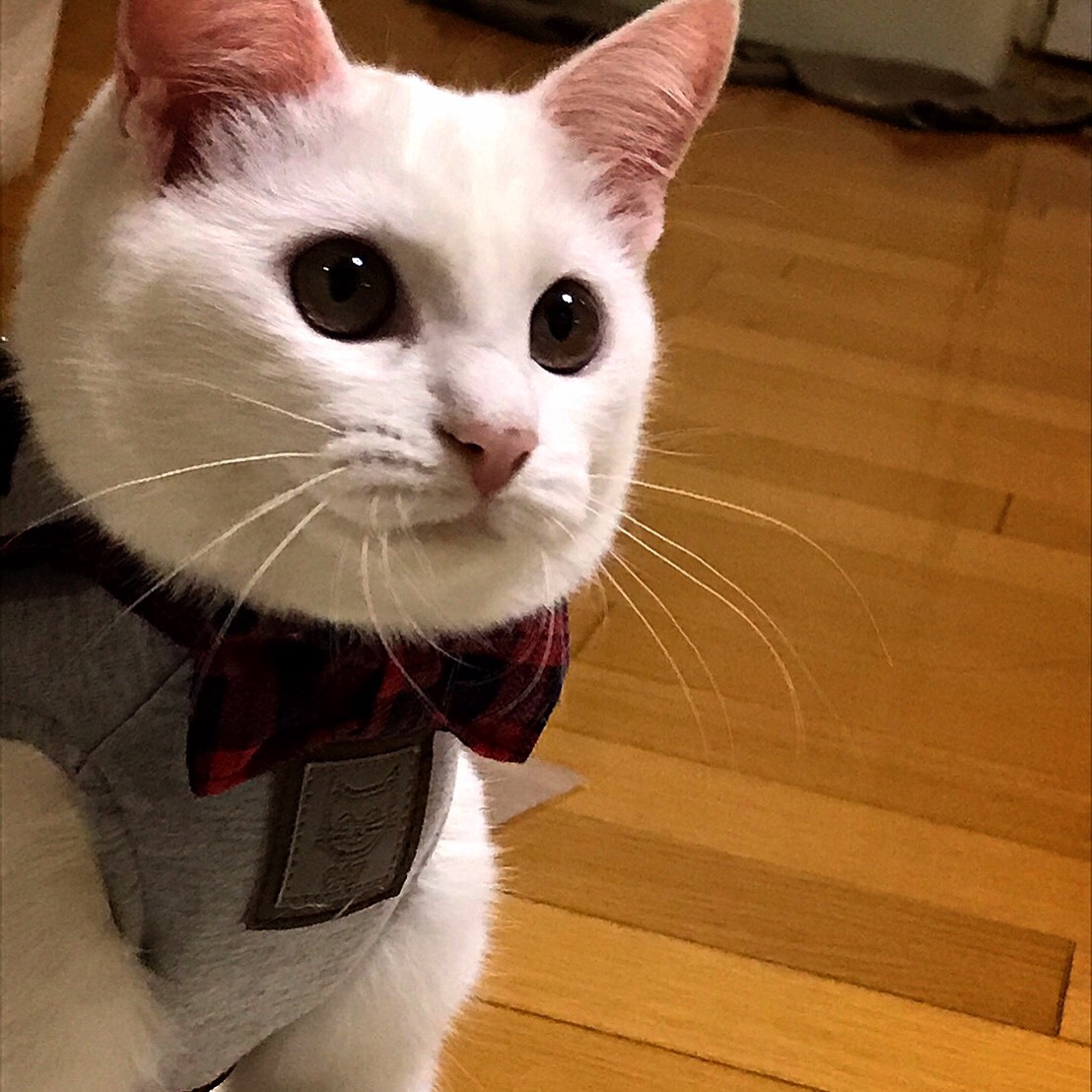 ハチ