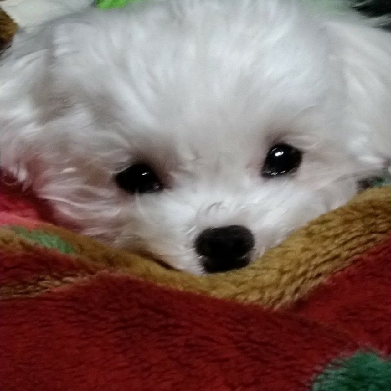 聖子tomi🐶